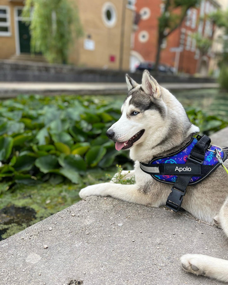 Personalized No Pull Dog Harness